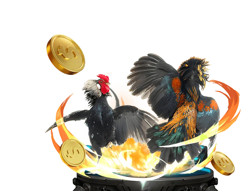 Hình ảnh đá gà AE888 Soy với đấu trường và gà chiến.